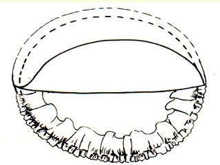 Manualidades DIY: Tortuga acerico-1194