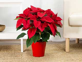 Poinsettia